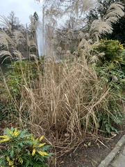 Miscanthus