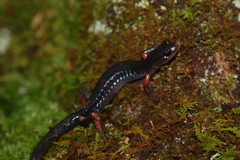 Plethodon shermani