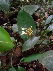 Goeppertia elliptica