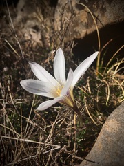 Crocus nevadensis