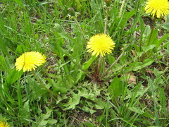 Taraxacum officinale