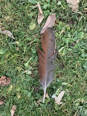 Alopochen aegyptiaca