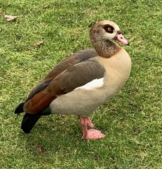 Alopochen aegyptiaca