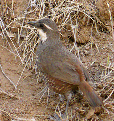 Pteroptochos megapodius