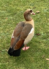 Alopochen aegyptiaca