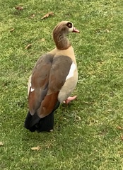 Alopochen aegyptiaca