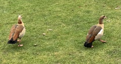 Alopochen aegyptiaca