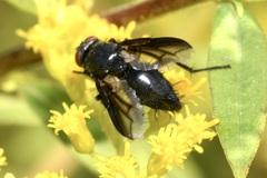 Nyctia halterata