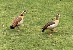 Alopochen aegyptiaca