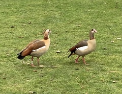 Alopochen aegyptiaca