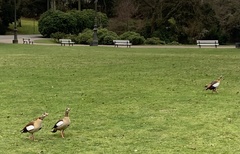 Alopochen aegyptiaca