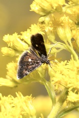 Heliothela wulfeniana