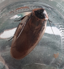 Blaberinae