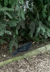 Turdus merula