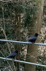 Corvus corone