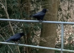 Corvus corone