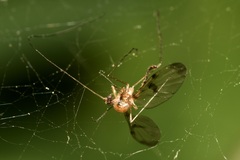 Macrocera phalerata