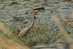Ardea purpurea manilensis