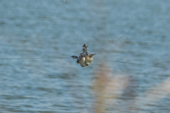Tachybaptus ruficollis poggei