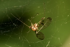 Macrocera phalerata