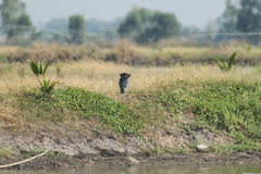 Cacomantis merulinus querulus