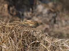 Megalurus palustris toklao