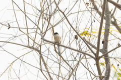 Lanius collurioides