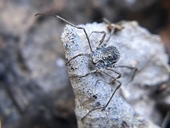 Ortholasma rugosum