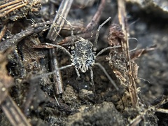 Ortholasma rugosum