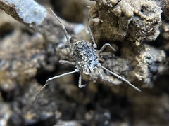 Ortholasma rugosum