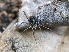 Ortholasma rugosum