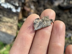 Ortholasma rugosum