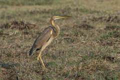 Ardea purpurea manilensis