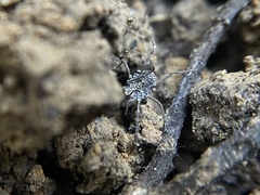 Ortholasma rugosum