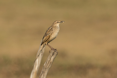 Megalurus palustris toklao
