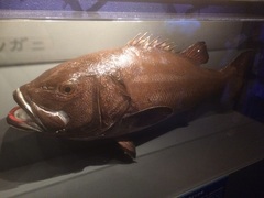 Striped Giant Sea Bass photo 2