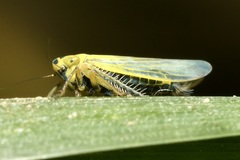 Cicadula quadrinotata