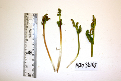 Botrychium michiganense