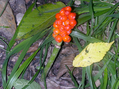 Arum orientale