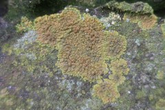 Variospora flavescens