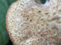 Polyporus decurrens