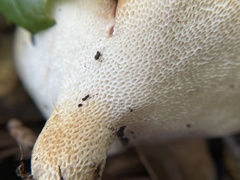 Polyporus decurrens