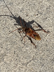 Leptoglossus occidentalis