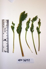 Botrychium michiganense