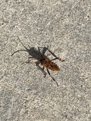Leptoglossus occidentalis