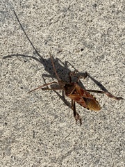 Leptoglossus occidentalis
