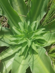 Eucomis autumnalis