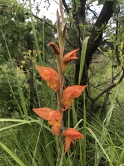 Gladiolus dalenii