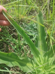 Eucomis autumnalis