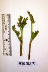 Botrychium michiganense